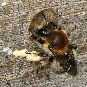 Megachile circumcincta, M an Nisthilfe