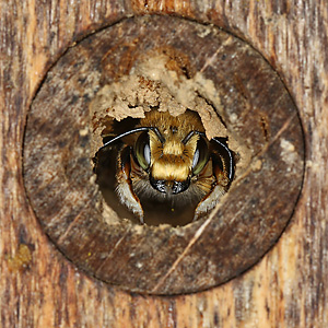 Megachile circumcincta, M an Nisthilfe