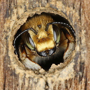Megachile circumcincta, M an Nisthilfe