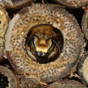 Megachile circumcincta, M
