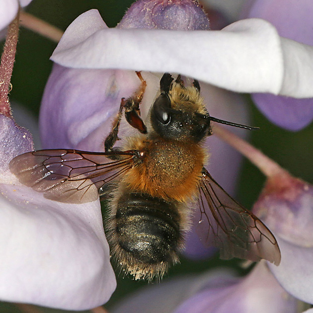 Megachile circumcincta, W