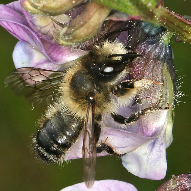 Megachile circumcincta, M