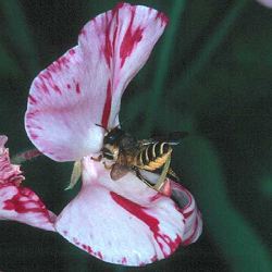 Mörtelbiene Megachile ericetorum Mörtelbiene Megachile ericetorum
