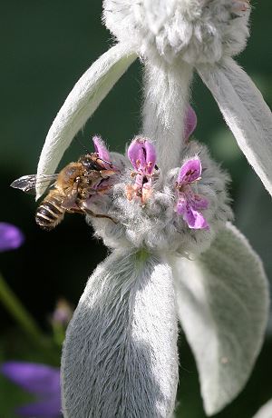 M&ouml;rtelbiene Megachile ericetorum