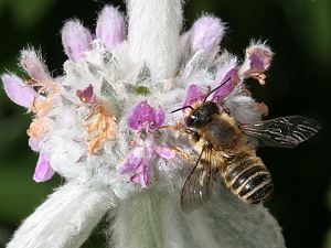 M&ouml;rtelbiene Megachile ericetorum