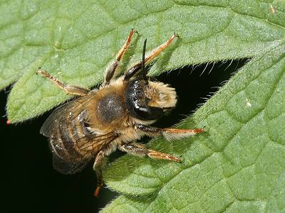 Megachile ericetorum, M