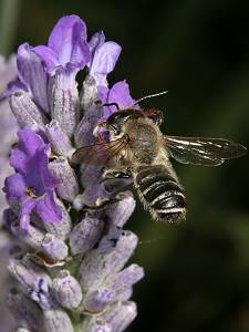 Megachile ericetorum, M