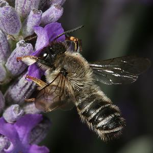 Megachile ericetorum, M