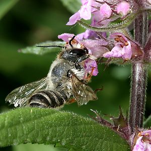 Megachile ericetorum, M