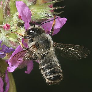 Megachile ericetorum, M