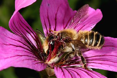 Megachile ericetorum, M an Malve