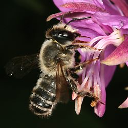 Megachile ericetorum, M