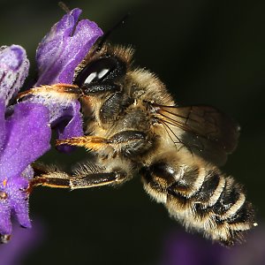 Megachile ericetorum, M