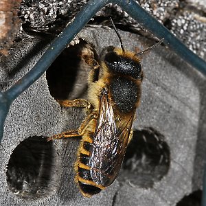 Megachile ericetorum, W am Nest (2)