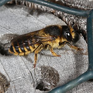 Megachile ericetorum, W am Nest (3)