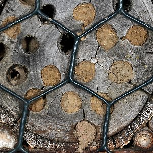 Megachile ericetorum: Nestverschl&uuml;sse