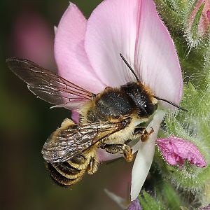 Megachile ericetorum, W an Hauhechel (1)