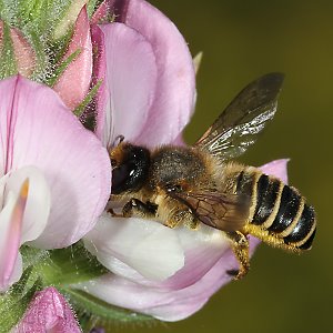Megachile ericetorum, W an Hauhechel (2)