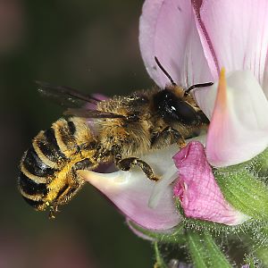 Megachile ericetorum, W an Hauhechel (5)