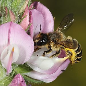 Megachile ericetorum, W an Hauhechel (6)