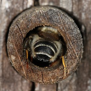 Megachile ericetorum, W am Nest (4)
