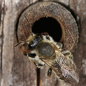 Megachile ericetorum, W am Nest (5)