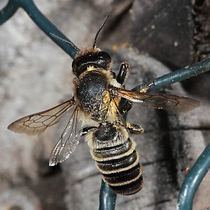 Megachile ericetorum, W am Nest (7)