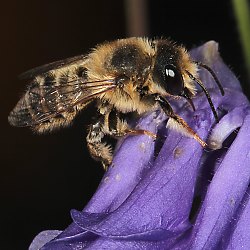 Megachile ericetorum, M