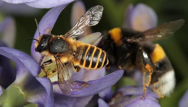 Megachile ericetorum, W an Baptisia australis (1)