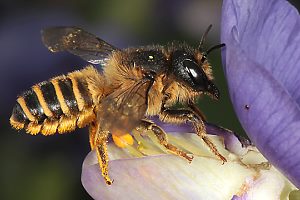Megachile ericetorum, W an Baptisia australis (2)