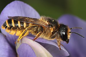 Megachile ericetorum, W an Baptisia australis (3)