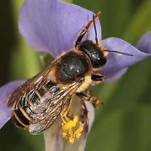 Megachile ericetorum, W an Baptisia australis (4)
