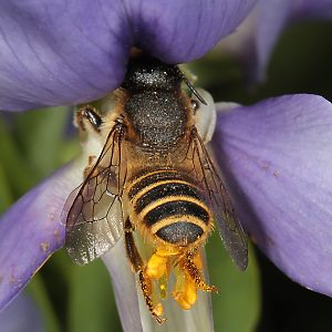 Megachile ericetorum, W an Baptisia australis (5)