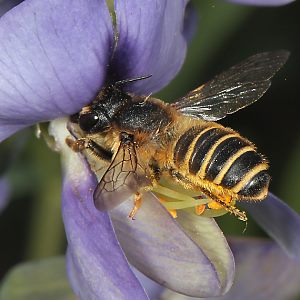 Megachile ericetorum, W an Baptisia australis (6)