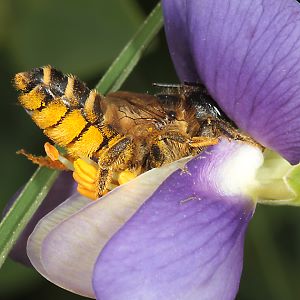 Megachile ericetorum, W an Baptisia australis (9)