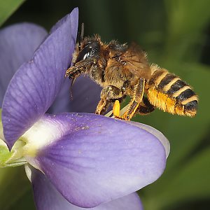 Megachile ericetorum, W an Baptisia australis (10)