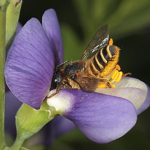 Megachile ericetorum, W an Baptisia australis (11)