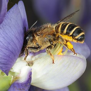 Megachile ericetorum, W an Baptisia australis (12)
