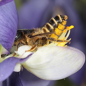 Megachile ericetorum, W an Baptisia australis (13)