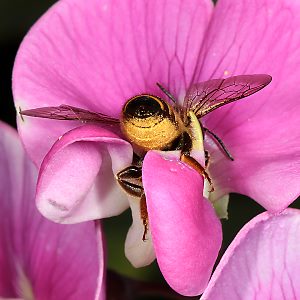 Megachile ericetorum, M