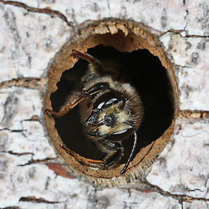 Megachile ericetorum, M
