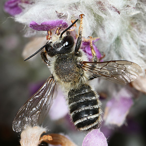 Megachile ericetorum, W