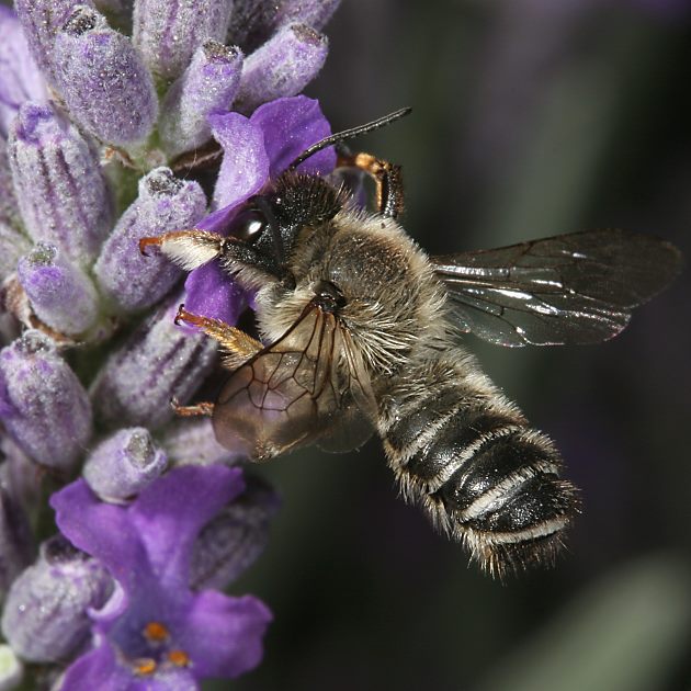 Megachile ericetorum, M