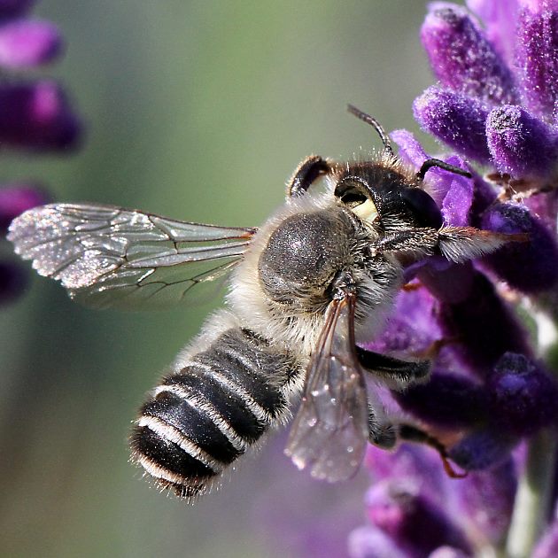 Megachile ericetorum, M