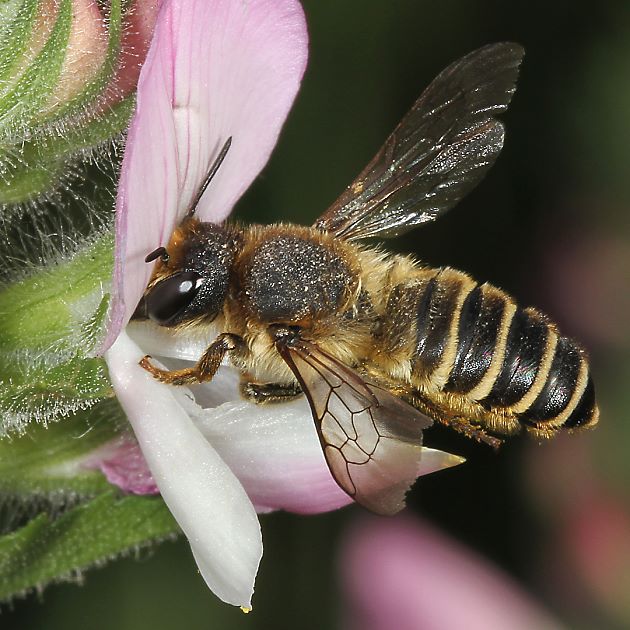 Megachile ericetorum, W