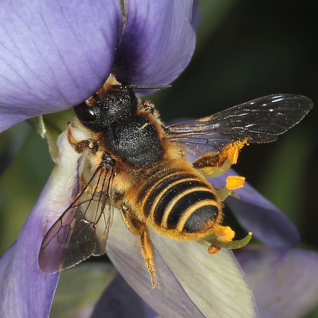 Megachile ericetorum, W
