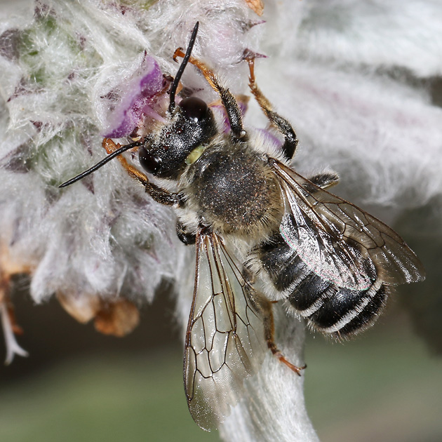 Megachile ericetorum, M