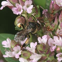 Schenkelbiene Macropis europaea, W Schenkelbiene Macropis europaea, W
