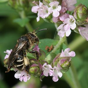 Schenkelbiene Macropis europaea, W Schenkelbiene Macropis europaea, W