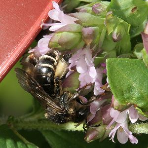 Schenkelbiene Macropis europaea, W Schenkelbiene Macropis europaea, W